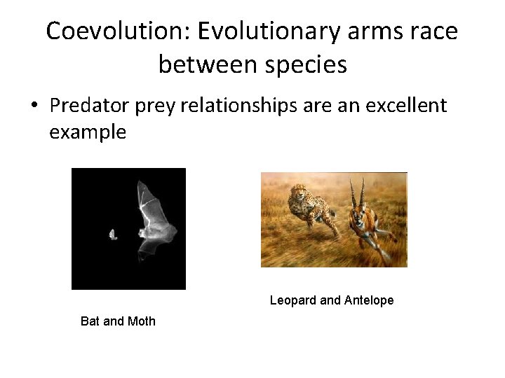 Coevolution: Evolutionary arms race between species • Predator prey relationships are an excellent example