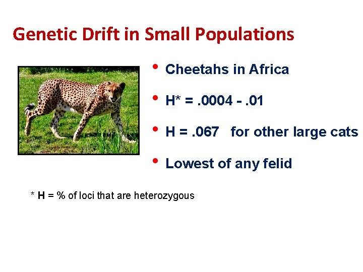 Genetic Drift in Small Populations • Cheetahs in Africa • H* =. 0004 -.