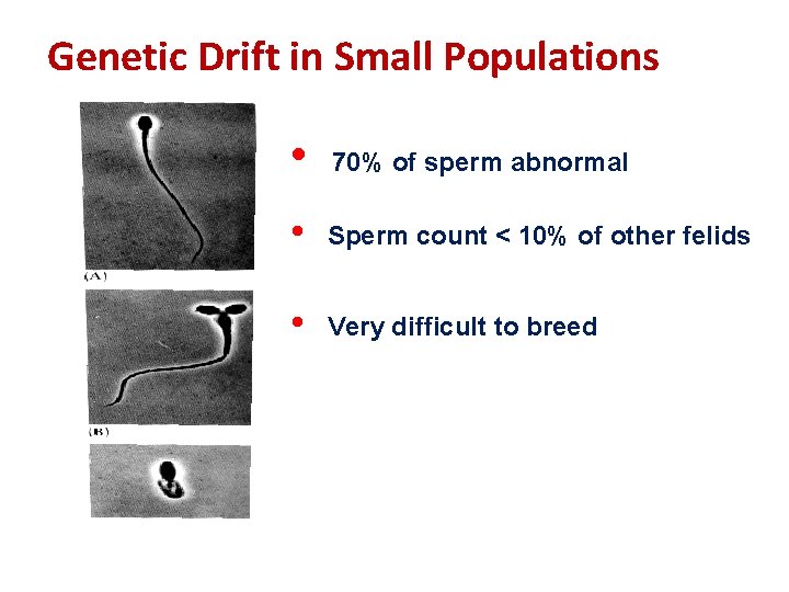 Genetic Drift in Small Populations • 70% of sperm abnormal • Sperm count <