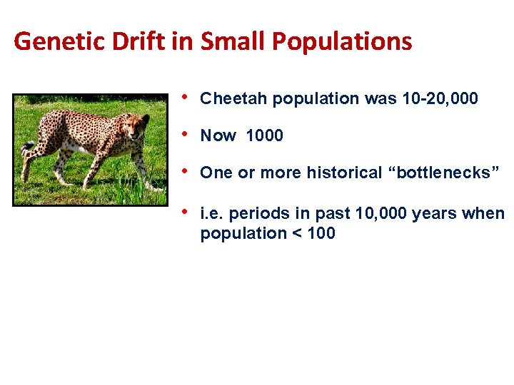 Genetic Drift in Small Populations • Cheetah population was 10 -20, 000 • Now
