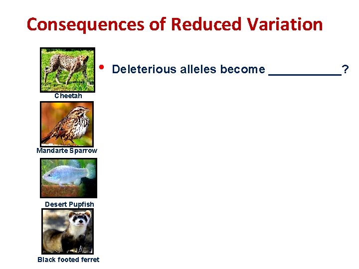 Consequences of Reduced Variation • Cheetah Mandarte Sparrow Desert Pupfish Black footed ferret Deleterious