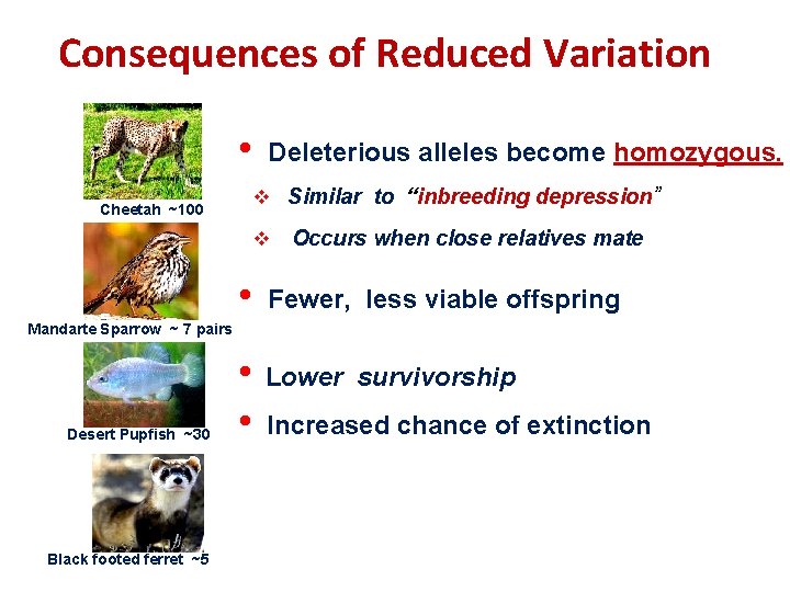 Consequences of Reduced Variation • Deleterious alleles become homozygous. v Similar to “inbreeding depression”