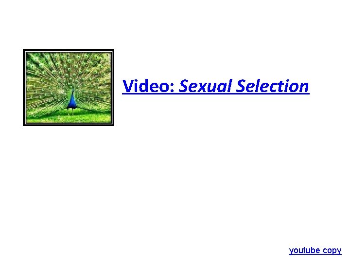 Video: Sexual Selection youtube copy 