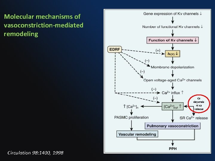 Molecular mechanisms of vasoconstriction-mediated remodeling Ca dependa nt ca release Circulation 98: 1400, 1998