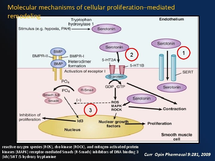 Molecular mechanisms of cellular proliferation–mediated remodeling 2 1 3 reactive oxygen species (ROS), rho