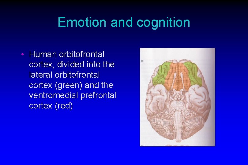 Emotion and cognition • Human orbitofrontal cortex, divided into the lateral orbitofrontal cortex (green)