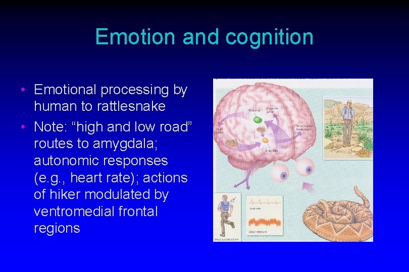 Emotion and cognition • Emotional processing by human to rattlesnake • Note: “high and