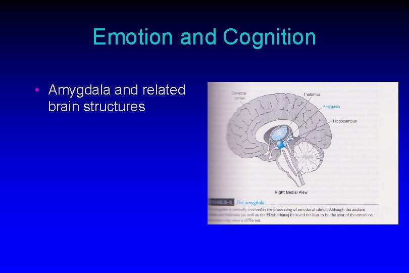 Emotion and Cognition • Amygdala and related brain structures 