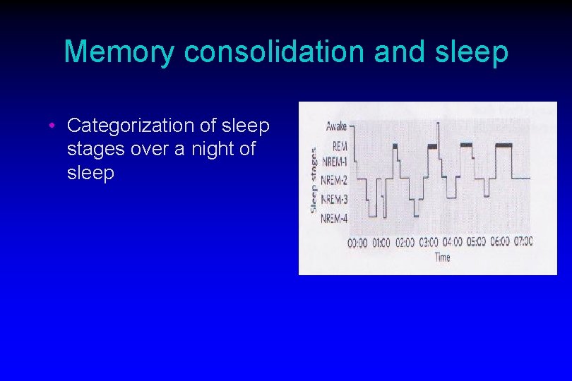 Memory consolidation and sleep • Categorization of sleep stages over a night of sleep