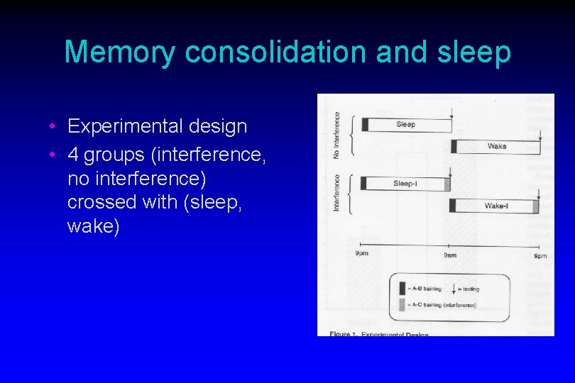 Memory consolidation and sleep • Experimental design • 4 groups (interference, no interference) crossed