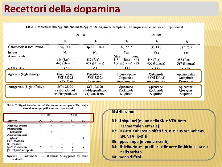 Recettori della dopamina Distribuzione: D 1: Ubiquitari (meno nella SN e VTA-Area Tegmentale Ventrale)