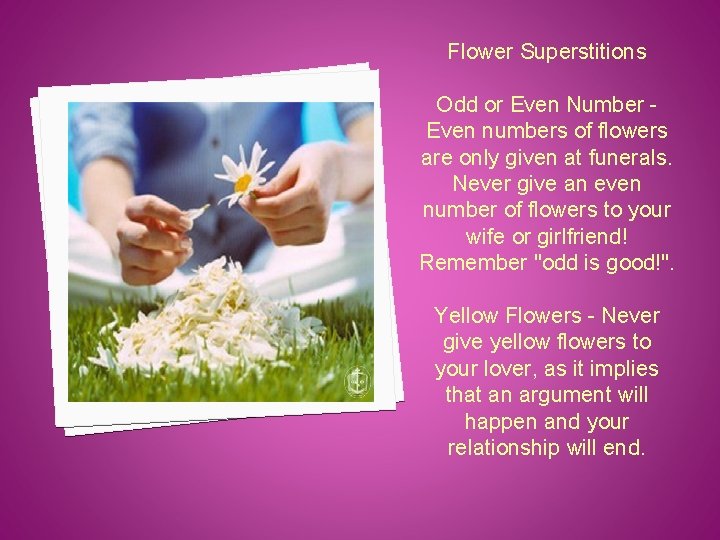 Flower Superstitions Odd or Even Number Even numbers of flowers are only given at