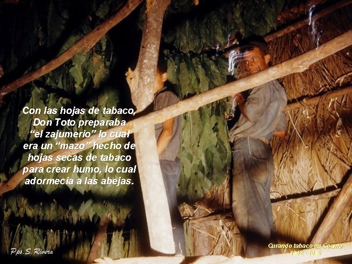 Con las hojas de tabaco, Don Toto preparaba “el zajumerio” lo cual era un