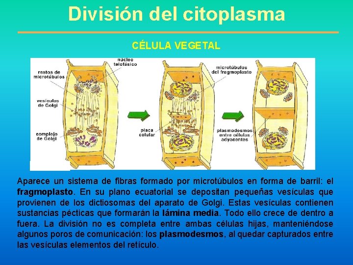  División del citoplasma CÉLULA VEGETAL Aparece un sistema de fibras formado por microtúbulos