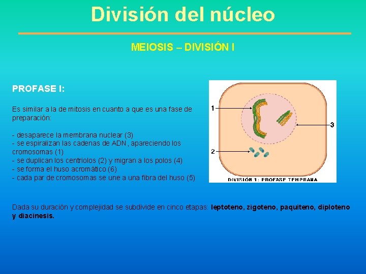 División del núcleo MEIOSIS – DIVISIÓN I PROFASE I: Es similar a la de