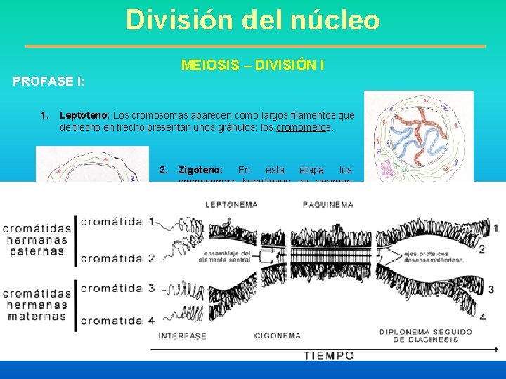 División del núcleo MEIOSIS – DIVISIÓN I PROFASE I: 1. Leptoteno: Los cromosomas aparecen