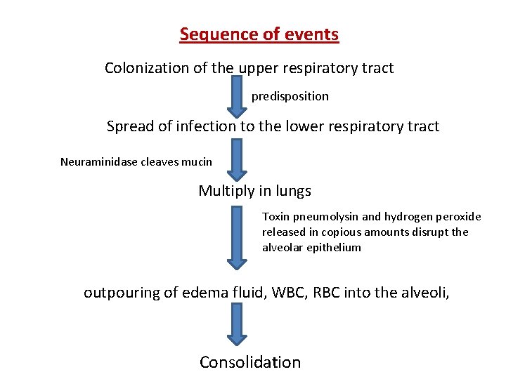 Sequence of events Colonization of the upper respiratory tract predisposition Spread of infection to