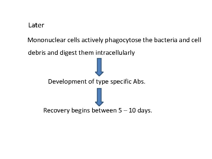 Later Mononuclear cells actively phagocytose the bacteria and cell debris and digest them intracellularly