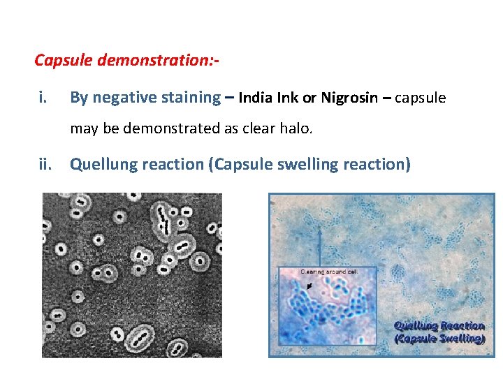 Capsule demonstration: - i. By negative staining – India Ink or Nigrosin – capsule