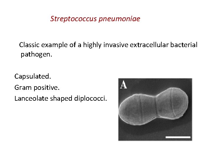 Streptococcus pneumoniae Classic example of a highly invasive extracellular bacterial pathogen. Capsulated. Gram positive.