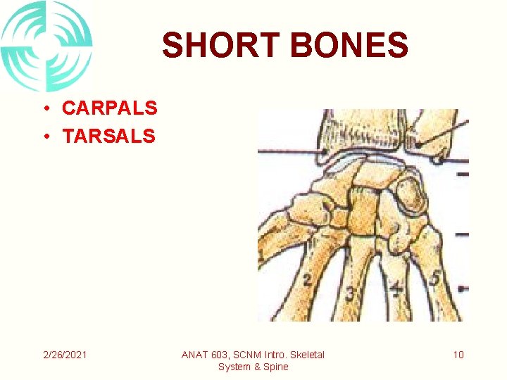 SHORT BONES • CARPALS • TARSALS 2/26/2021 ANAT 603, SCNM Intro. Skeletal System &