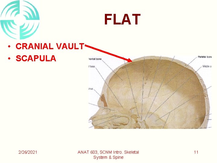 FLAT • CRANIAL VAULT • SCAPULA 2/26/2021 ANAT 603, SCNM Intro. Skeletal System &