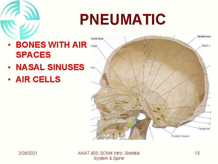 PNEUMATIC • BONES WITH AIR SPACES • NASAL SINUSES • AIR CELLS 2/26/2021 ANAT PNEUMATIC • BONES WITH AIR SPACES • NASAL SINUSES • AIR CELLS 2/26/2021 ANAT