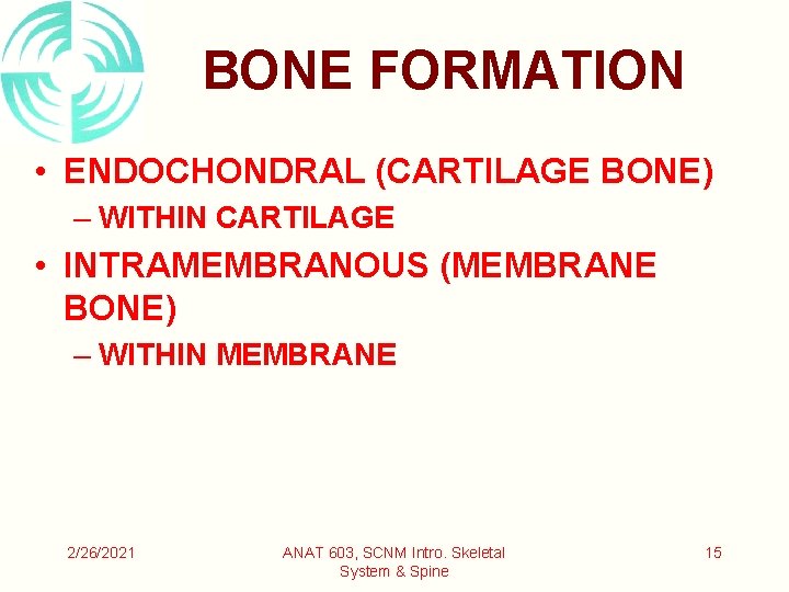 BONE FORMATION • ENDOCHONDRAL (CARTILAGE BONE) – WITHIN CARTILAGE • INTRAMEMBRANOUS (MEMBRANE BONE) –