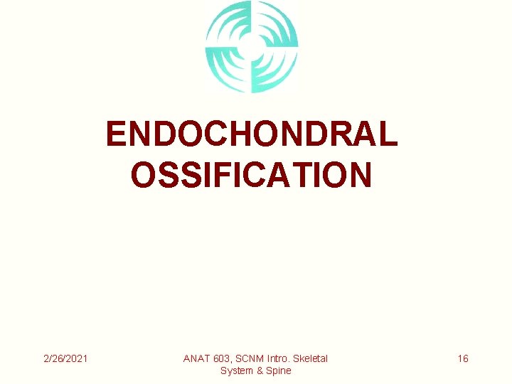 ENDOCHONDRAL OSSIFICATION 2/26/2021 ANAT 603, SCNM Intro. Skeletal System & Spine 16 