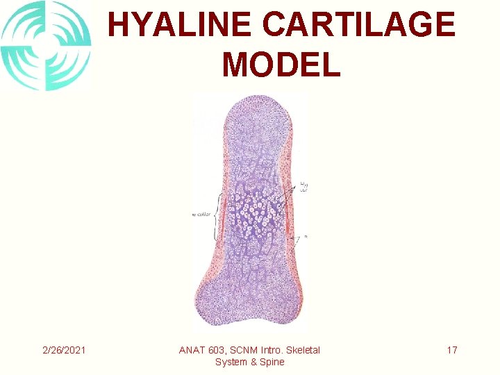 HYALINE CARTILAGE MODEL 2/26/2021 ANAT 603, SCNM Intro. Skeletal System & Spine 17 