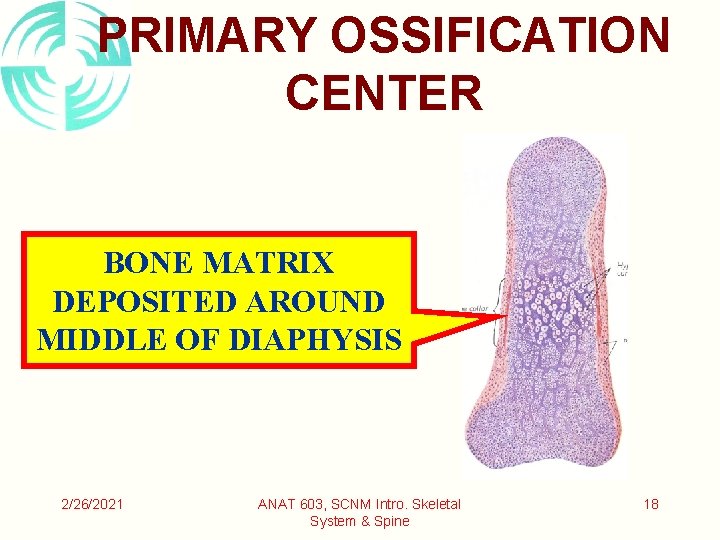 PRIMARY OSSIFICATION CENTER BONE MATRIX DEPOSITED AROUND MIDDLE OF DIAPHYSIS 2/26/2021 ANAT 603, SCNM