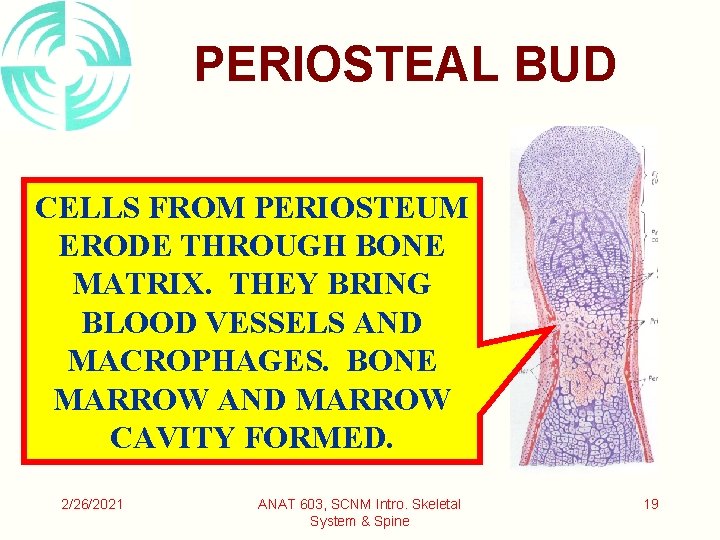 PERIOSTEAL BUD CELLS FROM PERIOSTEUM ERODE THROUGH BONE MATRIX. THEY BRING BLOOD VESSELS AND