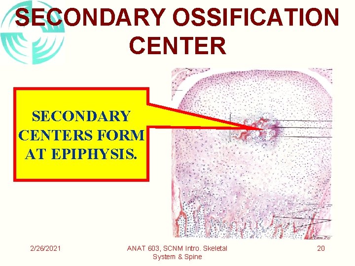 SECONDARY OSSIFICATION CENTER SECONDARY CENTERS FORM AT EPIPHYSIS. 2/26/2021 ANAT 603, SCNM Intro. Skeletal SECONDARY OSSIFICATION CENTER SECONDARY CENTERS FORM AT EPIPHYSIS. 2/26/2021 ANAT 603, SCNM Intro. Skeletal