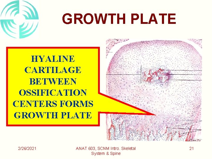 GROWTH PLATE HYALINE CARTILAGE BETWEEN OSSIFICATION CENTERS FORMS GROWTH PLATE 2/26/2021 ANAT 603, SCNM