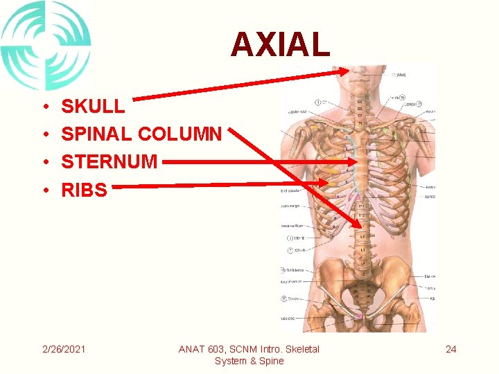AXIAL • • SKULL SPINAL COLUMN STERNUM RIBS 2/26/2021 ANAT 603, SCNM Intro. Skeletal AXIAL • • SKULL SPINAL COLUMN STERNUM RIBS 2/26/2021 ANAT 603, SCNM Intro. Skeletal