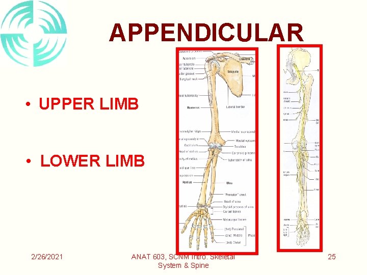 APPENDICULAR • UPPER LIMB • LOWER LIMB 2/26/2021 ANAT 603, SCNM Intro. Skeletal System