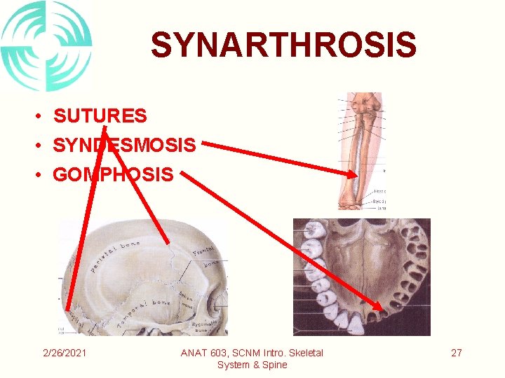 SYNARTHROSIS • SUTURES • SYNDESMOSIS • GOMPHOSIS 2/26/2021 ANAT 603, SCNM Intro. Skeletal System