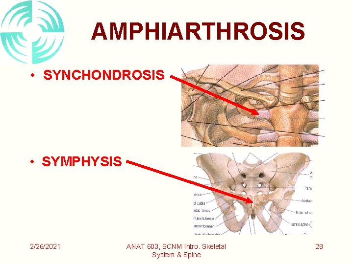 AMPHIARTHROSIS • SYNCHONDROSIS • SYMPHYSIS 2/26/2021 ANAT 603, SCNM Intro. Skeletal System & Spine