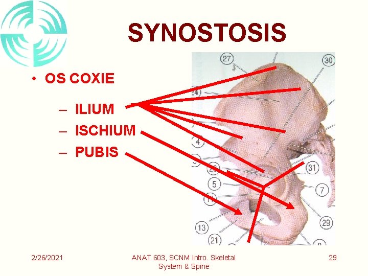 SYNOSTOSIS • OS COXIE – ILIUM – ISCHIUM – PUBIS 2/26/2021 ANAT 603, SCNM