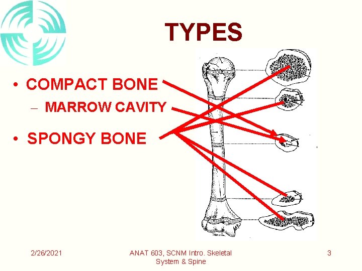 TYPES • COMPACT BONE – MARROW CAVITY • SPONGY BONE 2/26/2021 ANAT 603, SCNM