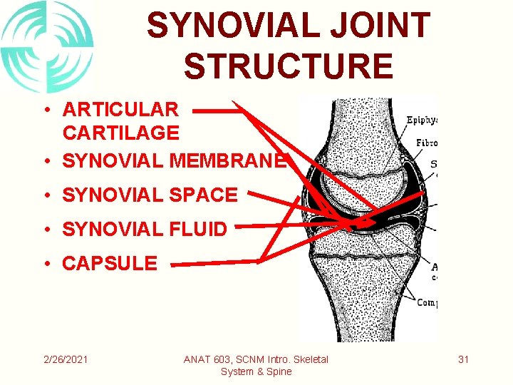 SYNOVIAL JOINT STRUCTURE • ARTICULAR CARTILAGE • SYNOVIAL MEMBRANE • SYNOVIAL SPACE • SYNOVIAL