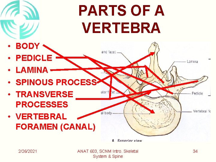 PARTS OF A VERTEBRA • • • BODY PEDICLE LAMINA SPINOUS PROCESS TRANSVERSE PROCESSES