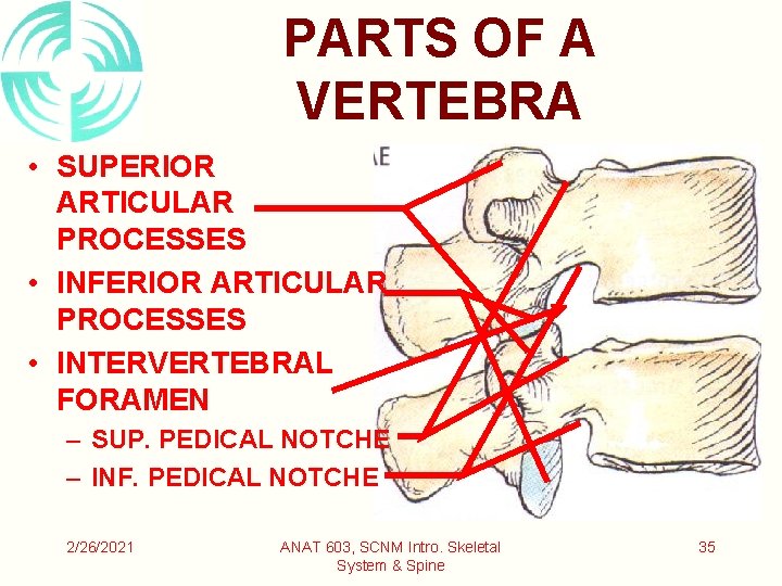 PARTS OF A VERTEBRA • SUPERIOR ARTICULAR PROCESSES • INFERIOR ARTICULAR PROCESSES • INTERVERTEBRAL