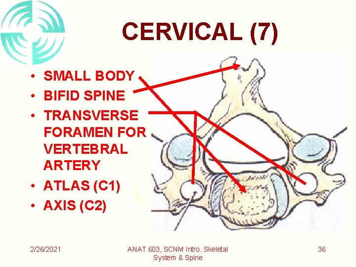 CERVICAL (7) • SMALL BODY • BIFID SPINE • TRANSVERSE FORAMEN FOR VERTEBRAL ARTERY