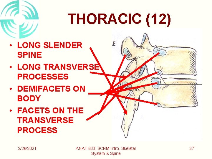 THORACIC (12) • LONG SLENDER SPINE • LONG TRANSVERSE PROCESSES • DEMIFACETS ON BODY