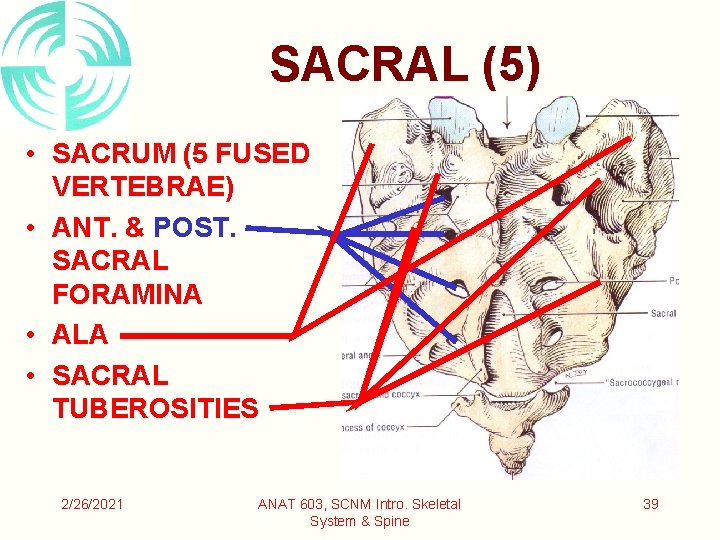 SACRAL (5) • SACRUM (5 FUSED VERTEBRAE) • ANT. & POST. SACRAL FORAMINA •