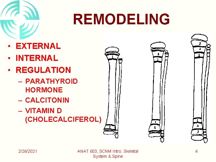 REMODELING • EXTERNAL • INTERNAL • REGULATION – PARATHYROID HORMONE – CALCITONIN – VITAMIN