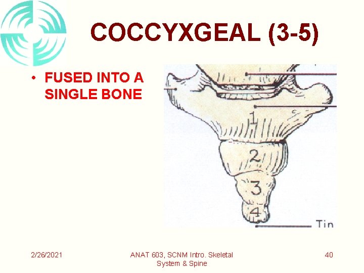 COCCYXGEAL (3 -5) • FUSED INTO A SINGLE BONE 2/26/2021 ANAT 603, SCNM Intro.