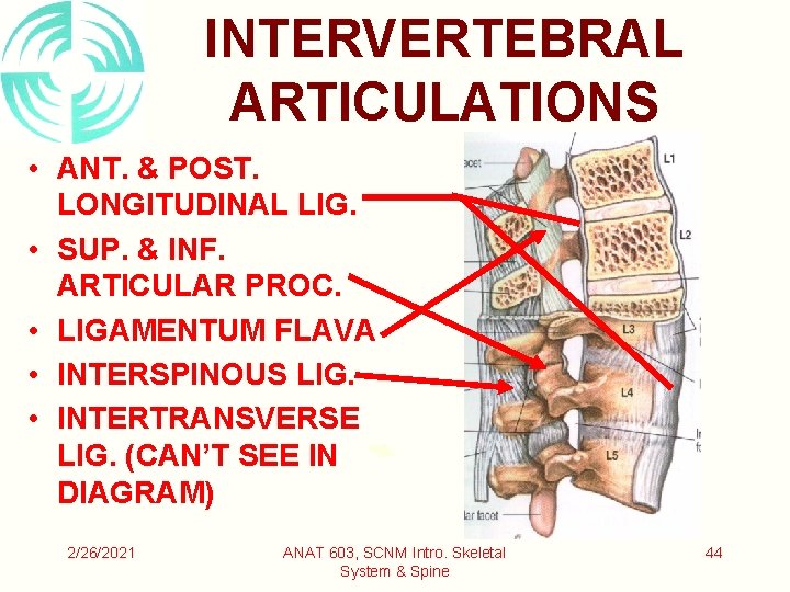 INTERVERTEBRAL ARTICULATIONS • ANT. & POST. LONGITUDINAL LIG. • SUP. & INF. ARTICULAR PROC.