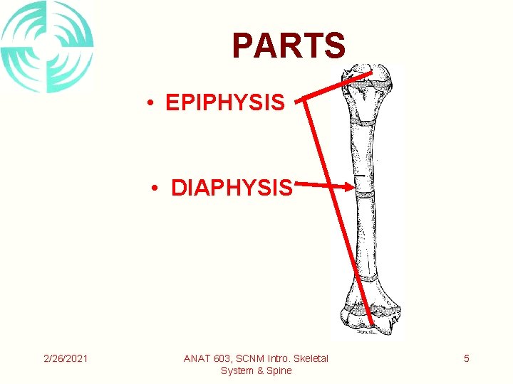 PARTS • EPIPHYSIS • DIAPHYSIS 2/26/2021 ANAT 603, SCNM Intro. Skeletal System & Spine